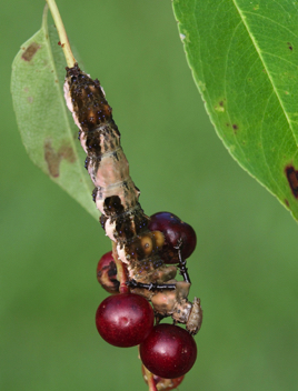 Red-spotted Purple
Caterpillar